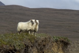 Sheep in the Icelandic highlands