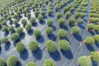 Outdoor Plant Nursery, Potted Plants, Flower Pots Outdoor, Nursery for plants