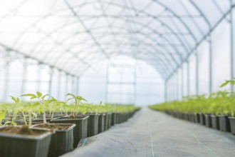 Rows of Potted Seedlings in Greenhouse