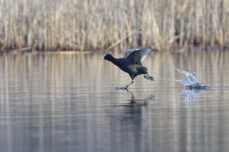 Eurasian Eurasian Coot on a pond, coot during the mating season