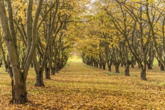 Cherry trees in an orchard in autumn. France