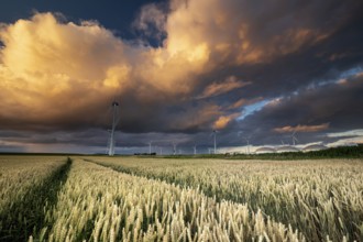 Dramatic shower cloud at sunset over wheat field and windmills