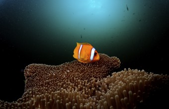 Red Sea Anemonefish, Amphiprion bicinctus, Djibouti, Djibouti, Africa, Afar Triangle, Gulf of Aden,