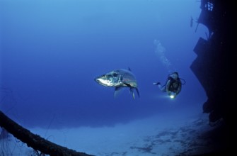 Diver and tarpon on the Hilma Hooker shipwreck, Megalops atlanticus, Netherlands Antilles, Bonaire,
