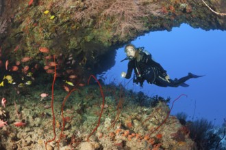 Diver exploring cave, North Male Atoll, Maldives, Asia