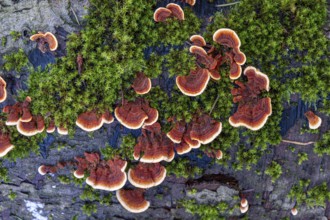 Tree fungi (xylobionts) on dead wood in the forest, Offenbach am Main, Hesse, Germany, Europe