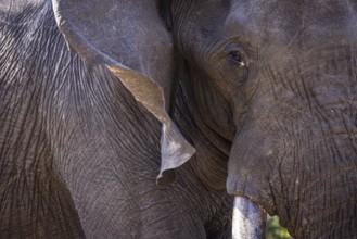 African elephant (Loxodonta africana) portrait, detail, close-up, Manyeleti Game Reserve, South