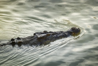 Saltwater crocodile, also known as saltie (Crocodylus porosus) at the Cahill Crossing ford through