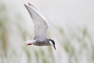 White-bearded Tern, Chlidonias hybrida, Whiskered Tern