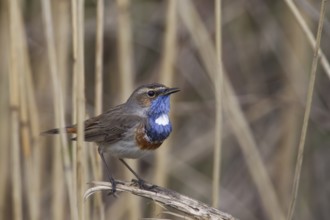 Bluethroat, Luscinia svecica, bluethroat