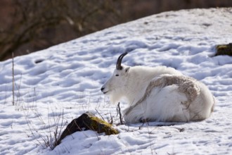 Snow goat, Oreamnos americanus, mountain goat