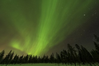 Northern Lights (Aurora borealis) over snowy landscape, Gällivare, Norrbotten, Lapland, Sweden,