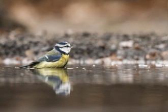 Blue tit takes a bath