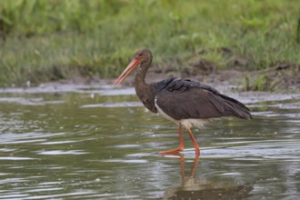 Young black stork foraging for food