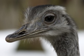 Nandu