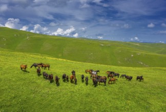 Aerial view of herd of horses grazing on slope meadow in summer. Caucasus montains