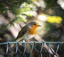 Closeup of an european robin bird sitting on a fence