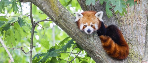 Red panda, Ailurus Fulgens, portrait. Cute animal resting lazy on a tree, useful for environment