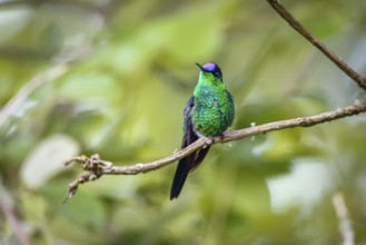 Close-up of a Violet-capped woodnymph perched on a branch against defocused background, front view,