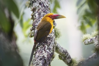 Close-up of a beautiful Saffron toucanet perched on a tree branch against defocused natural