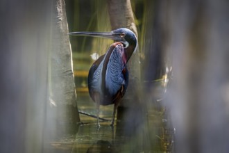 Agami Heron on a tree branch against green natural background, Pantanal Wetlands