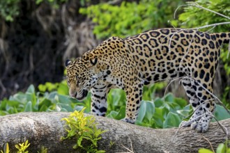 Jaguar standing on a tree trunk against natural background, looking down, Pantanal Wetlands, Mato