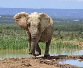 A female African Elephant in the Addo Park, South Africa, Africa