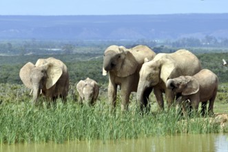 African Elephant herd in the Addo Elephant National Park, South Africa, Africa