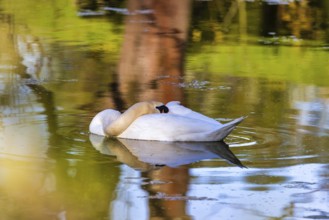 Wildlife Birds in Germany Swan