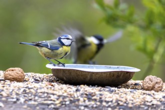 Feeding birds