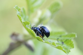 Agelastica alni (Agelastica alni), mating on leaf, North Rhine-Westphalia, Germany, Europe