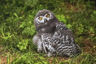 Chick of snowy owl (Bubo scandiacus) Demene, Latvia, Europe