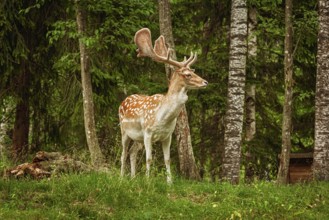 Deers with big horns resting near the forest Latvia