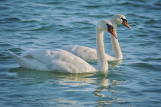 Pair of White Swans in the Black Sea Bay Varna, Bulgaria, Europe