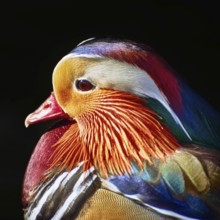 Portrait of Mandarin Duck over the Dark Background Varna, Bulgaria, Europe