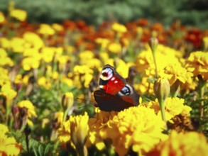 Butterfly at yellow flower, sunny bright day