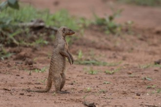 Zebra mongoose (Mungo mongoose), Qwabi Private Game Reserve, Biosphere Reserve, Limpopo, South