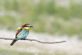 Merops apiaster, italy