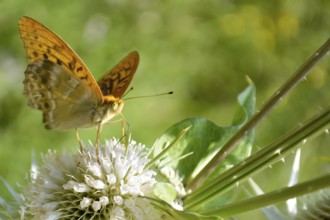 Orange butterfly on bur in the sunny morning