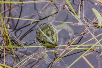 Edible Frog looks out of the water
