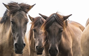 The Dülmen horses live wild near Dülmen, in the Merfelder Bruch nature reserve in North