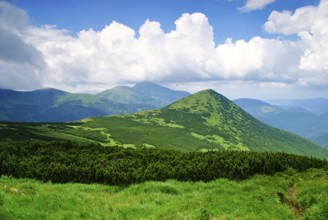 Pine bush in Carpathians witn clear blue sky