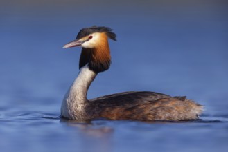 Great Crested Grebe, (Podiceps Scalloped ribbonfish), an animal, floating on the lake, water body,