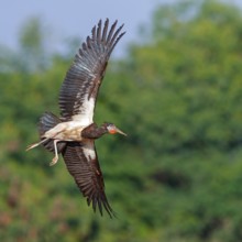 Abdim's stork, rain stork, Abdim, (Ciconia abdimii), African stork species, family of storks,