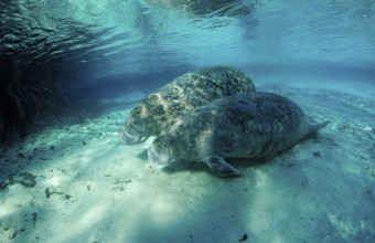 Round-tailed manatee, mother and calf, Trichechus manatus latirostris, USA, Florida, FL, Crystal