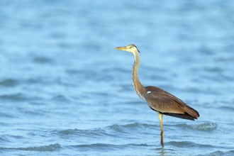 Great Egret, Heron, foraging, (Ardea cinerea) Salalah, Raysut, Dhofar, Oman, Asia