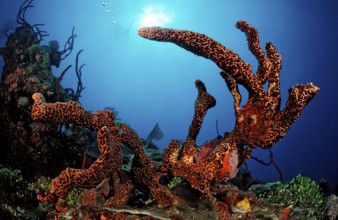 Caribbean tubular sponge, Aplysinia lacunosa, Catalina, Caribbean Sea, Dominican Republic, Central