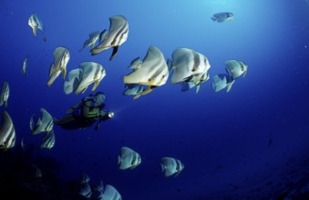 Longfin batfish and diver, Platax teira, Maldives, Indian Ocean, Ari Atoll, Asia