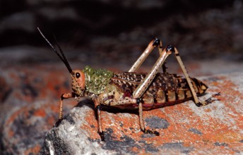 African grasshopper, Phymateus sp., South Africa, Tsitsikamma National Park, Otter trail, Africa