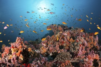Soft corals and bannerfish, North Male Atoll, Indian Ocean, Maldives, Asia